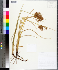 Cyperus onerosus image