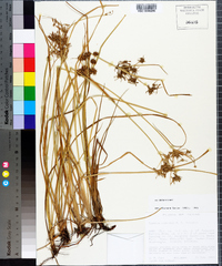 Cyperus onerosus image