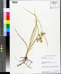 Cyperus onerosus image