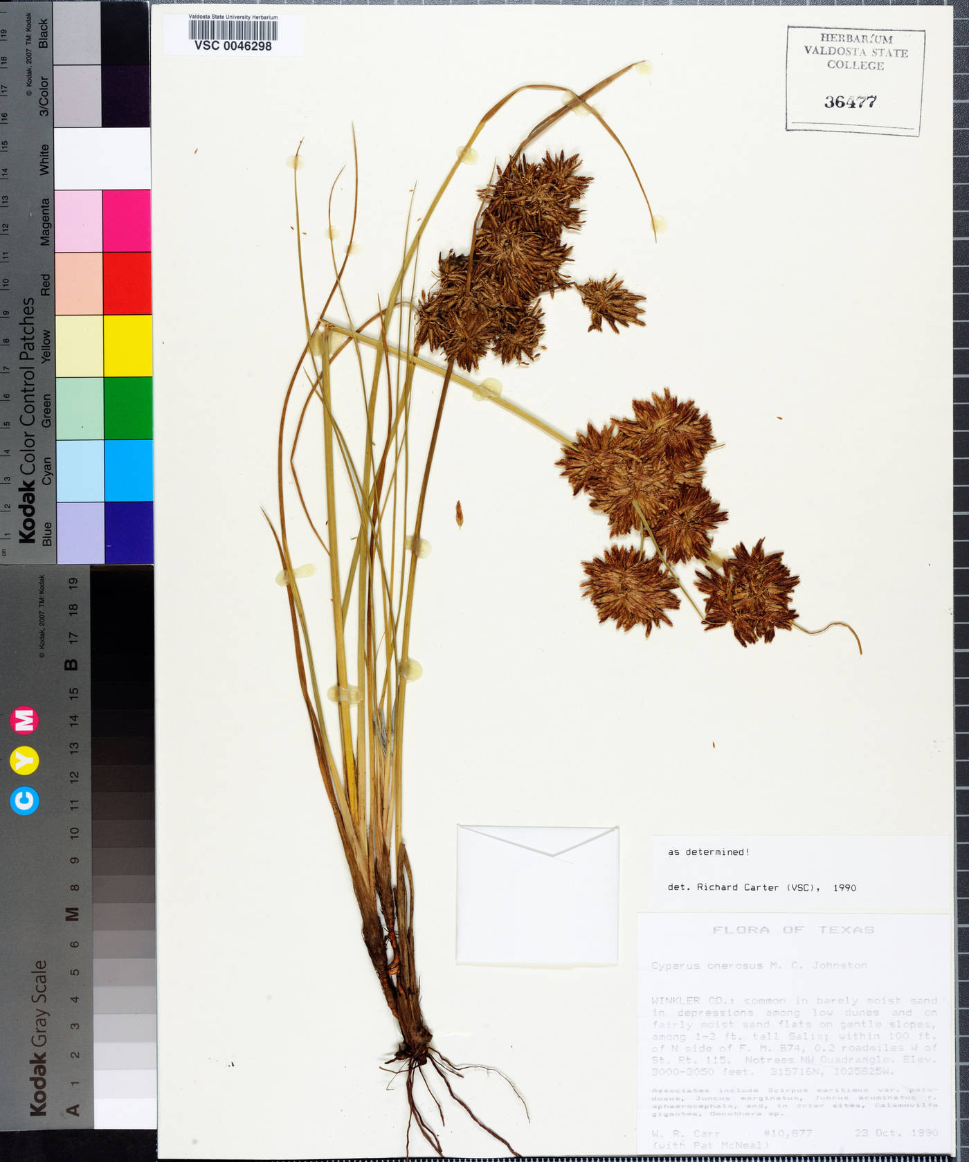 Cyperus onerosus image