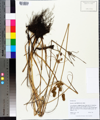 Cyperus ovatus image