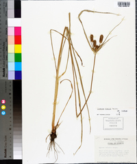 Cyperus ovatus image