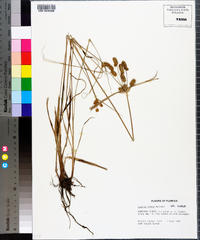 Cyperus ovatus image