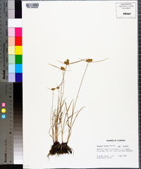 Cyperus ovatus image