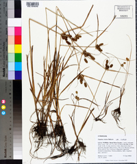 Cyperus ovatus image