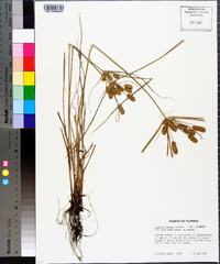 Cyperus ovatus image