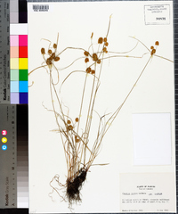 Cyperus ovatus image