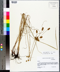 Cyperus ovatus image