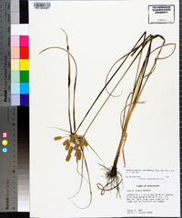 Cyperus ovatus image