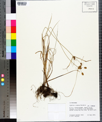 Cyperus ovatus image