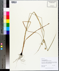 Cyperus ovatus image