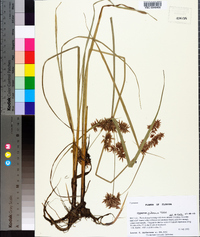 Cyperus pilosus image