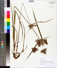 Cyperus pilosus image