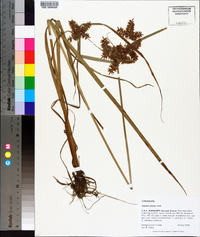 Cyperus pilosus image