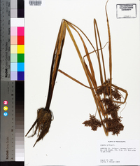 Cyperus pilosus image