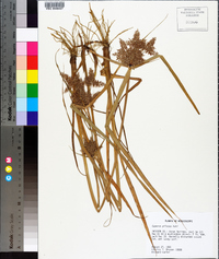 Cyperus pilosus image