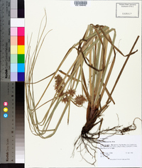 Cyperus planifolius image