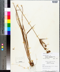 Cyperus plukenetii image