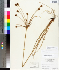 Cyperus plukenetii image