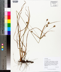 Cyperus plukenetii image