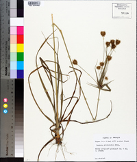 Cyperus plukenetii image