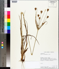 Cyperus plukenetii image