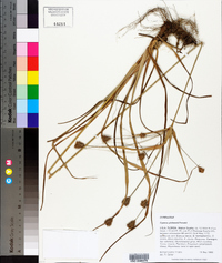 Cyperus plukenetii image