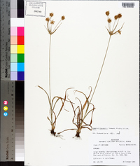 Cyperus plukenetii image