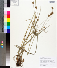 Cyperus plukenetii image