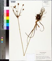 Cyperus plukenetii image