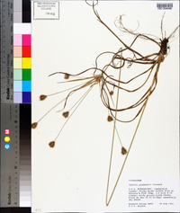 Cyperus plukenetii image