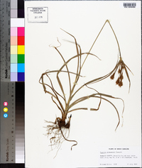 Cyperus plukenetii image