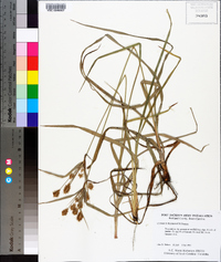 Cyperus plukenetii image