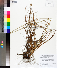 Cyperus plukenetii image