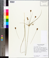 Cyperus plukenetii image