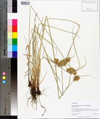 Cyperus polystachyos var. polystachyos image
