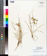 Cyperus polystachyos var. texensis image