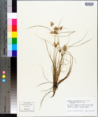 Cyperus polystachyos var. texensis image