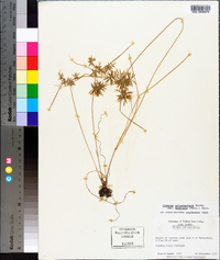 Cyperus polystachyos var. texensis image