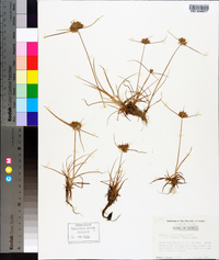 Cyperus polystachyos var. texensis image