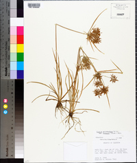 Cyperus polystachyos image