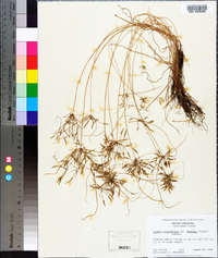 Cyperus polystachyos image