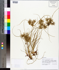 Cyperus polystachyos image