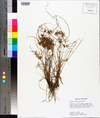 Cyperus polystachyos image
