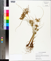 Cyperus polystachyos image