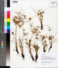 Cyperus polystachyos image