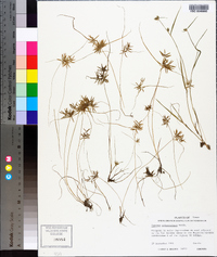 Cyperus polystachyos image