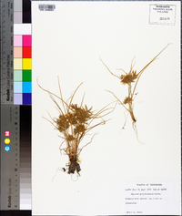 Cyperus polystachyos image