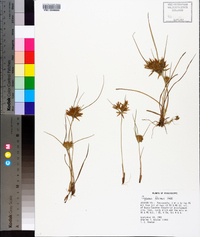 Cyperus filicinus image