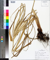 Cyperus prolixus image